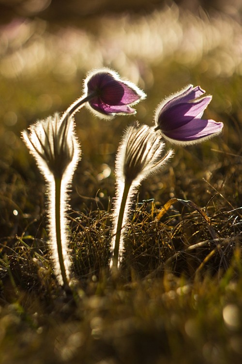 Pulsatilla slavica