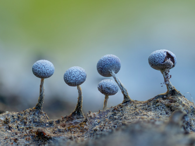 Physarum