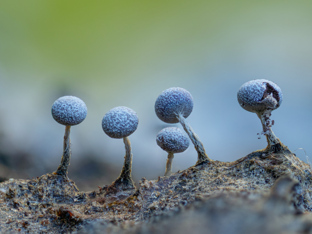 Physarum