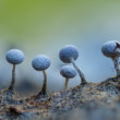 Physarum