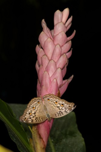 Tropický motýľ
