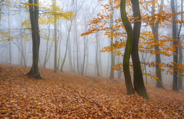 Jeseň v hmle