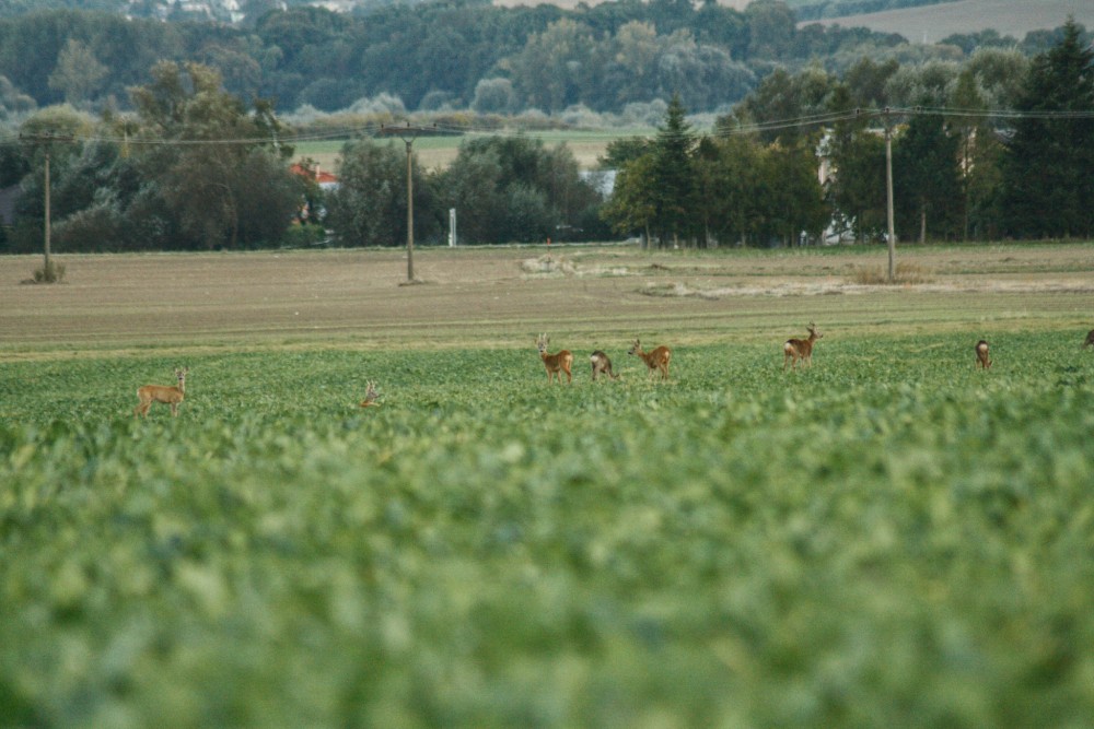 Divočina v 21. storočí