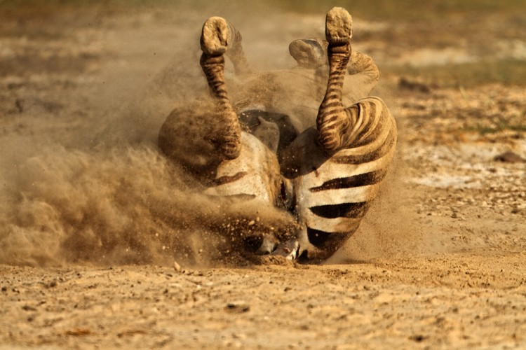 Zebra Böhmova (Equus burchellii boehmi)