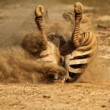 Zebra Böhmova (Equus burchellii boehmi)