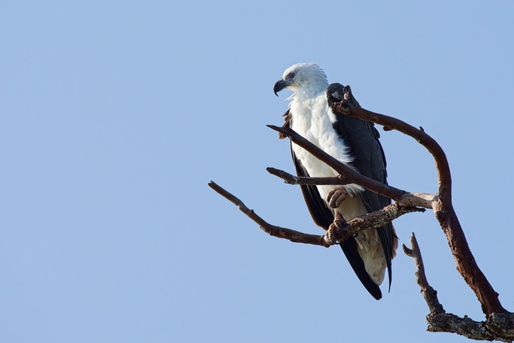 Orliak bielobruchý, NP Wilpattu, Srí Lanka