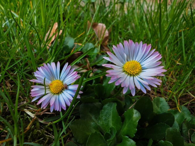 Dvojica