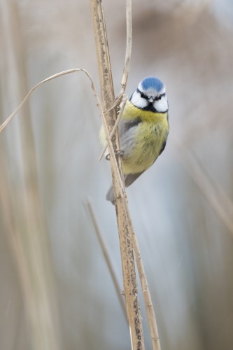 Sýkorka belasá (Cyanistes caeruleus)