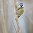 Sýkorka belasá (Cyanistes caeruleus)