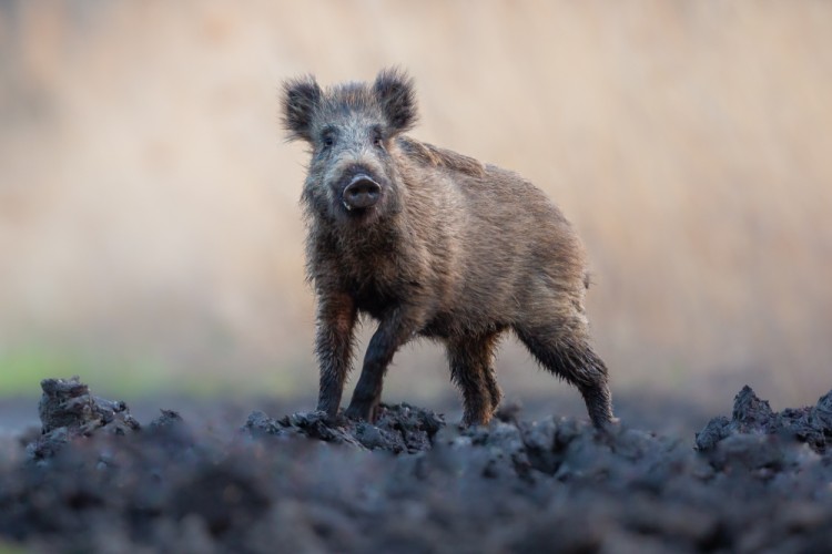 Diviak lesný, The wild boar (Sus scrofa)