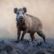 Diviak lesný, The wild boar (Sus scrofa)