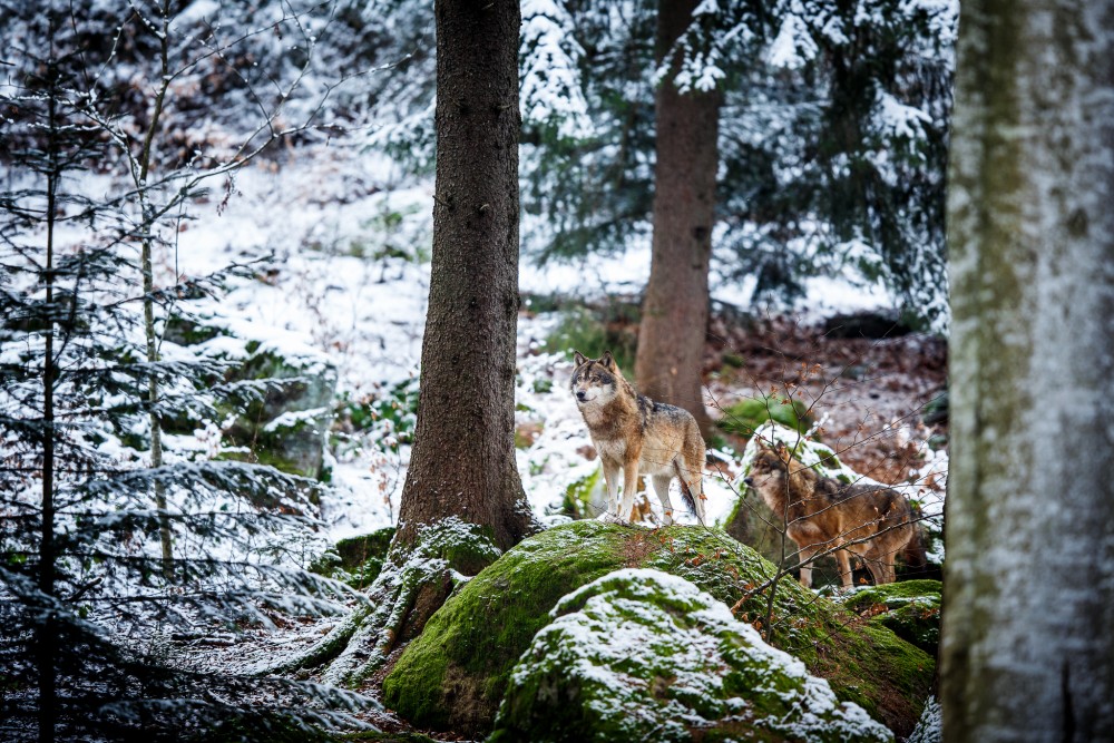 Vlk dravý (Canis lupus)