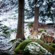 Vlk dravý (Canis lupus)