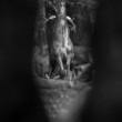 Daniel škvrnitý, Fallow deer (Dama dama)