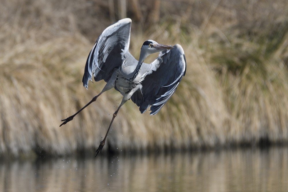 Ardea cinerea