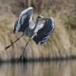 Ardea cinerea