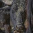 Byvol vodný (Bubalus arnee f. bubalis)