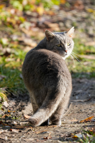 Na Dechtároch - Strážca