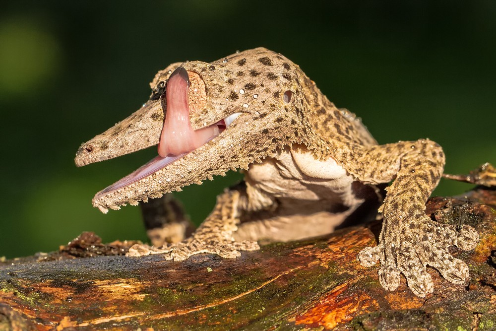 Uroplatus