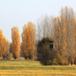 Topole