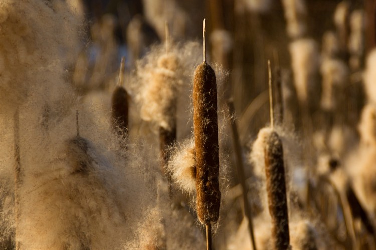 typha latifolia