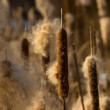 typha latifolia