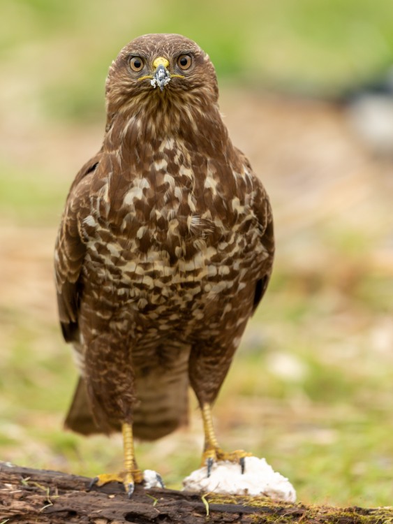 myšiak hôrny (Buteo buteo)