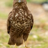 myšiak hôrny (Buteo buteo)