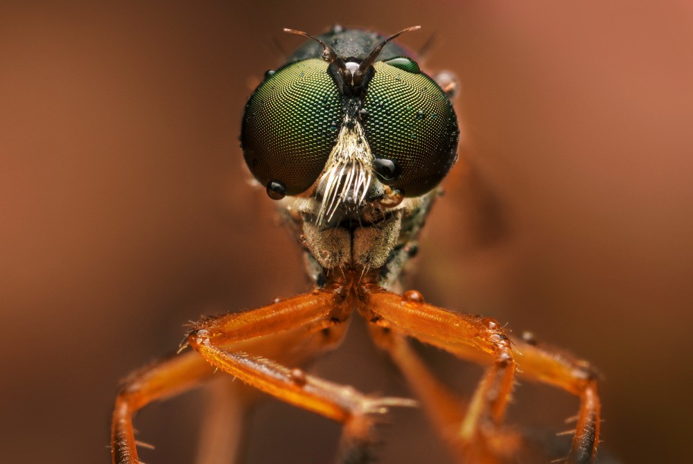 Leptogaster cylindrica