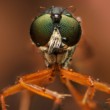 Leptogaster cylindrica
