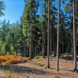 Prachovske skaly