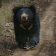 MEDVEĎ PYSKATÝ, INDIA, RADŽASTAN, Ranthambore