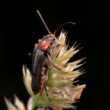 blackred Beetle