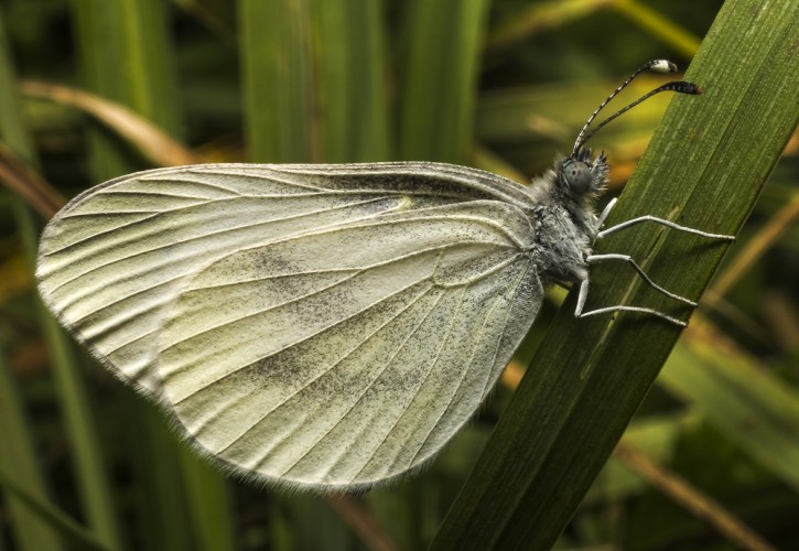 Mlynárik repkový (Pieris napi)