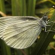 Mlynárik repkový (Pieris napi)