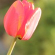 Tulipán