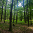 Karpatský les