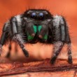 Phidippus regius