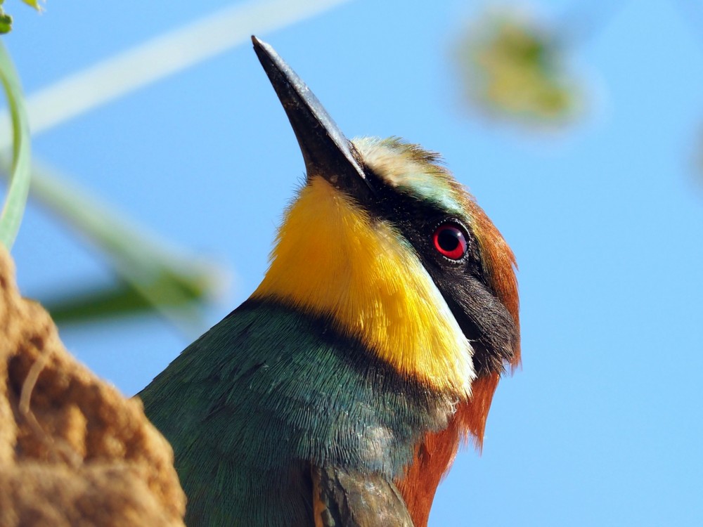 Včelárik zlatý. Merops- apiaster