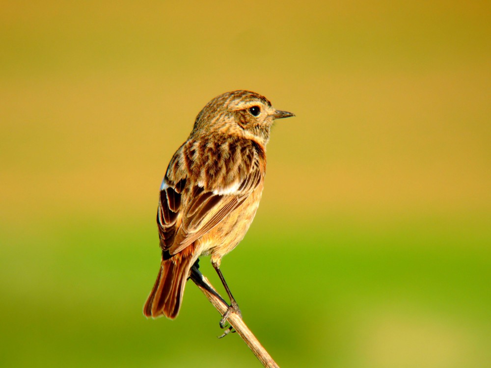 Prhlaviar čiernohlavý- samička. Saxicola torquata.