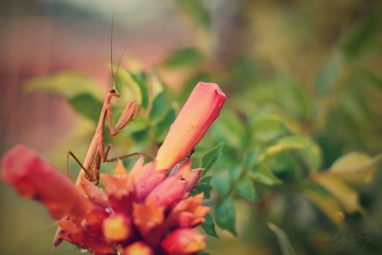 Mantis Religiosa