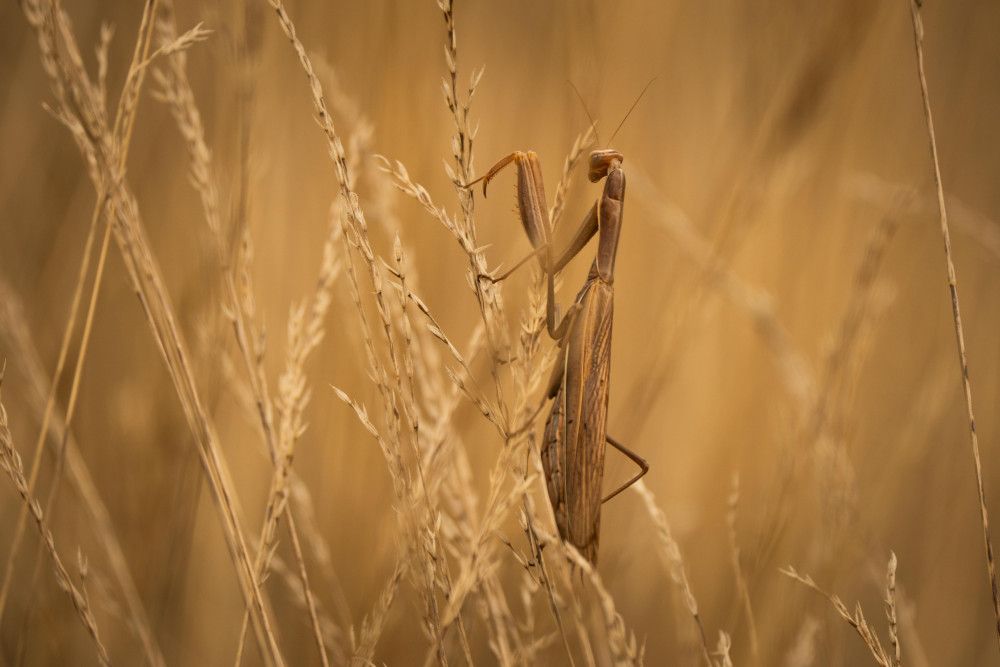 Mantis religiosa