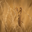 Mantis religiosa