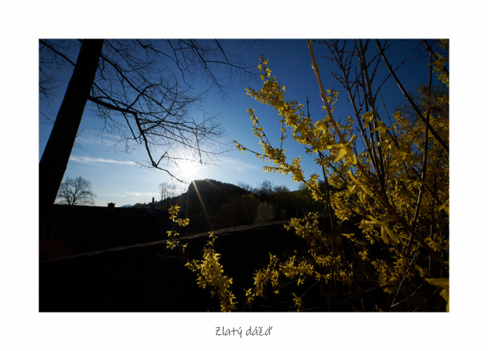 Zlatý dážď