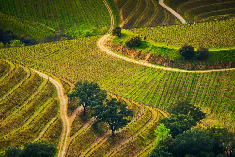 Vinice v údolí rieky Douro.