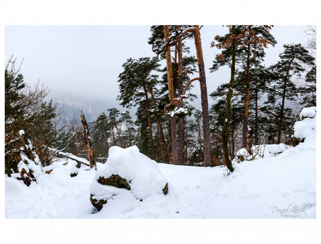 Cervený Kameň, Les Panorama