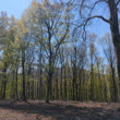 Karpatský les