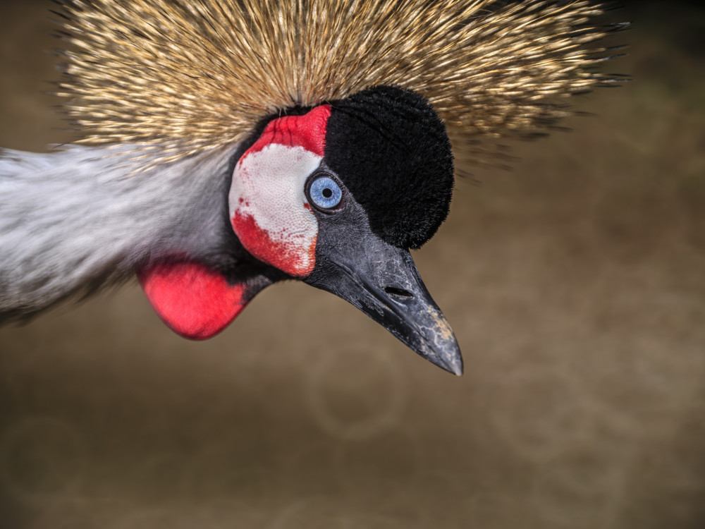 Žeriav kráľovský (Balearica regulorum)