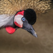 Žeriav kráľovský (Balearica regulorum)