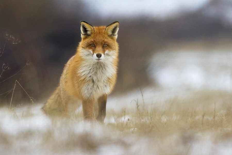 Vulpes vulpes